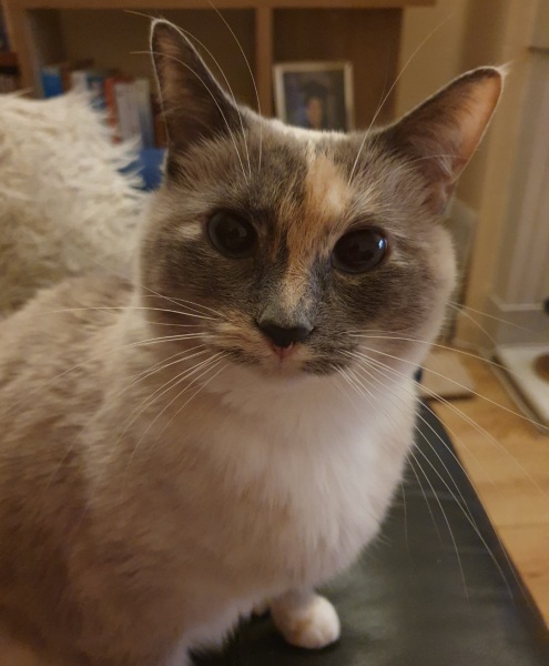 I told my cat a joke and this is how much she enjoyed it ...
