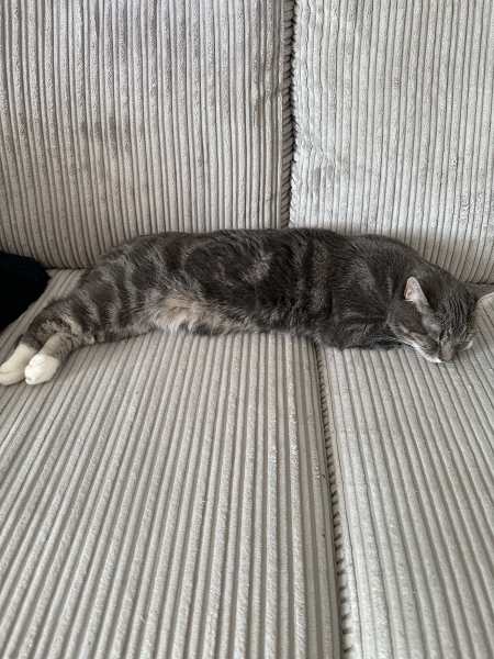 I think I've joined a cult and my cat is the leader.