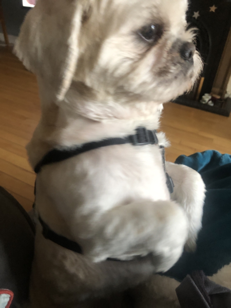 Would you give away your pet for a million pounds?