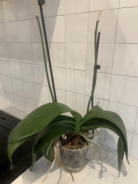 Orchid SOS (pic)