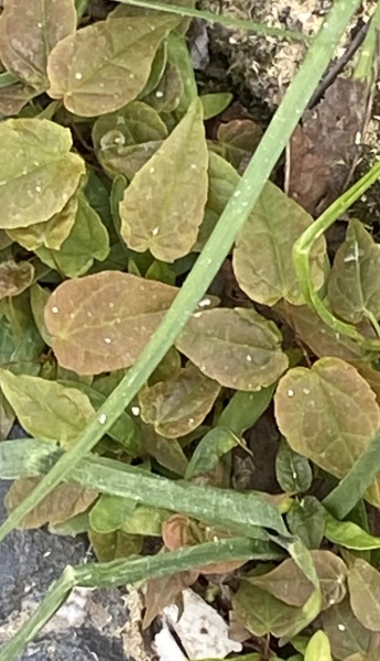 The bane of my life in the garden now
