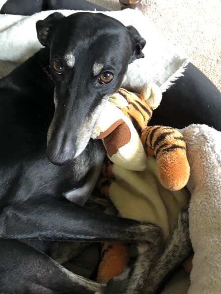 What do you call your dog…?