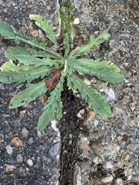 This is a poppy?