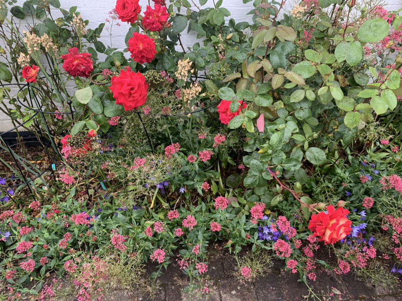 Rose Appreciation Thread