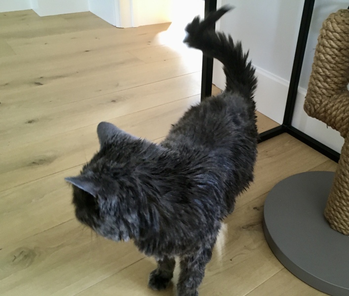 I need to bath my cat!