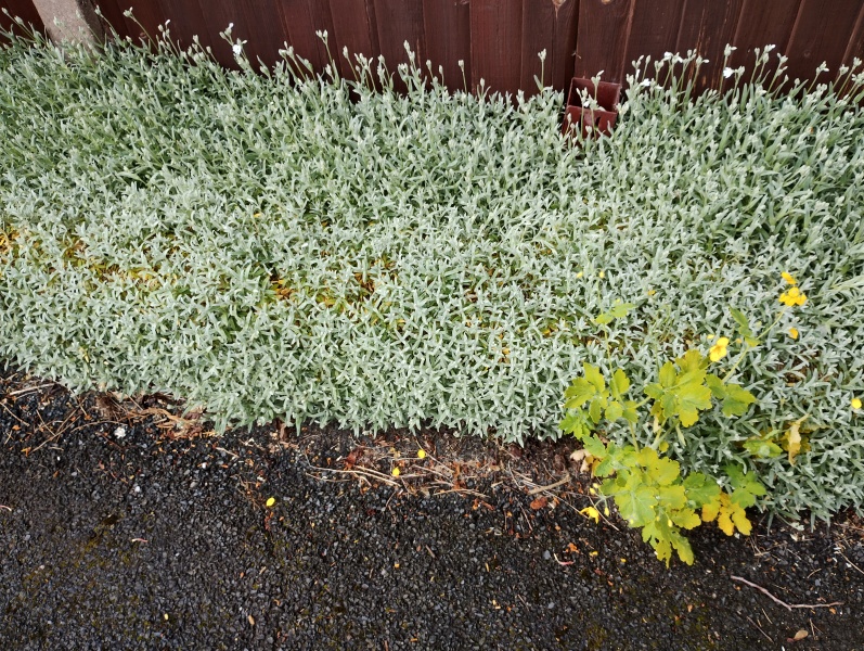 Plant ID please