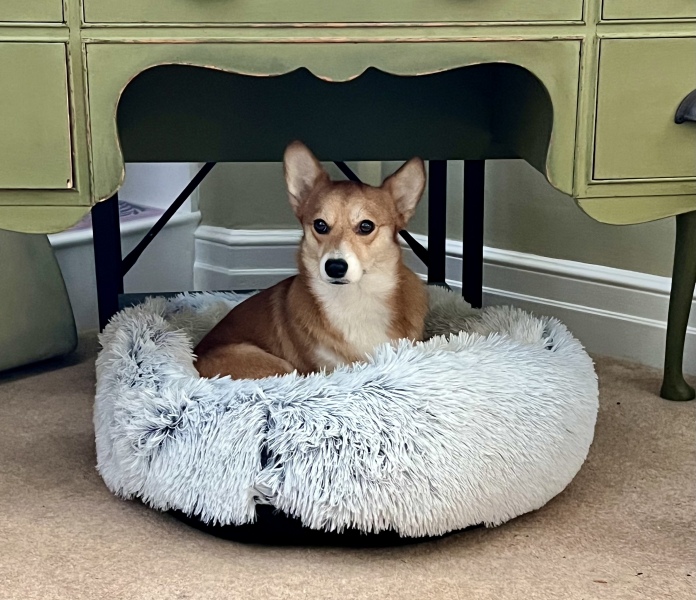 Little update on the rescue corgi