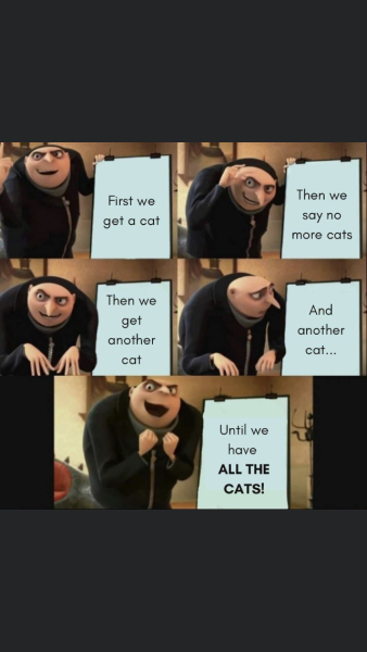 How many cats is too many?!