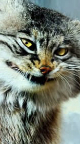 Cats used to be worshiped as Gods...