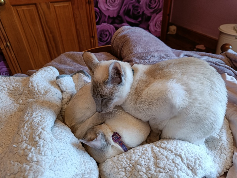 White cats, or any cats, really...