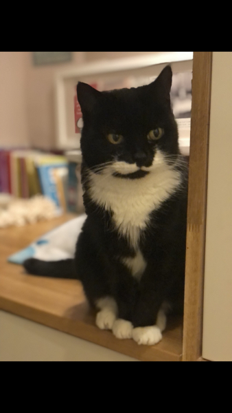 Rescues don’t actually want to rehome cats