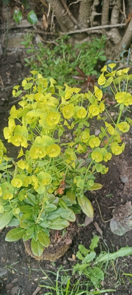 Euphorbia spurges