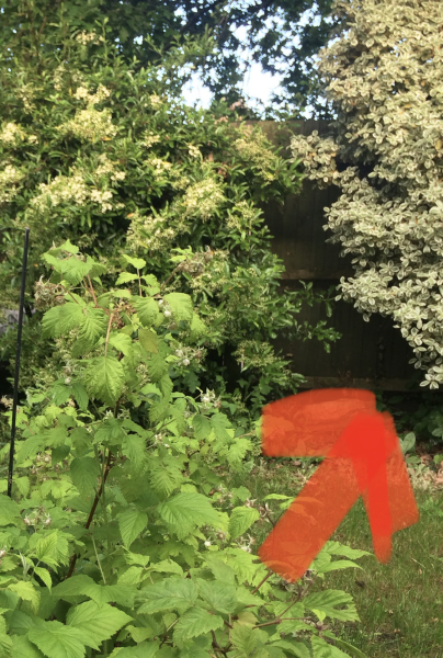 Why’s my bush dying?