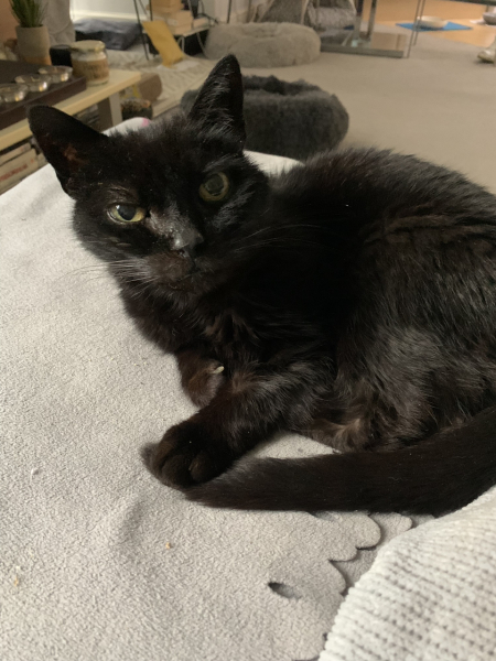 Cat trackers and elderly cats