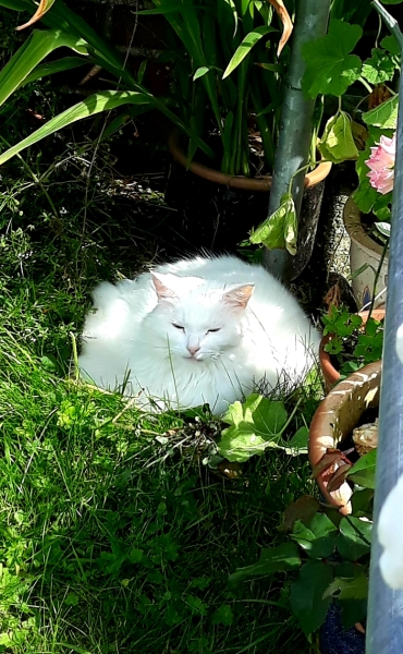 White cats, or any cats, really...