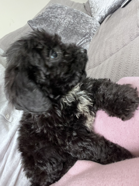 What dog is this??