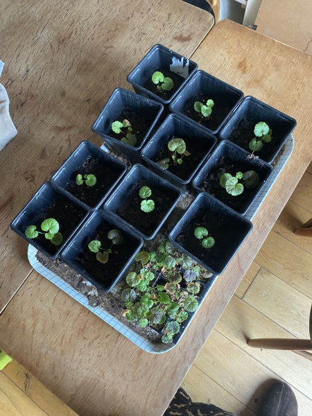 Geranium seedlings: too little soil?