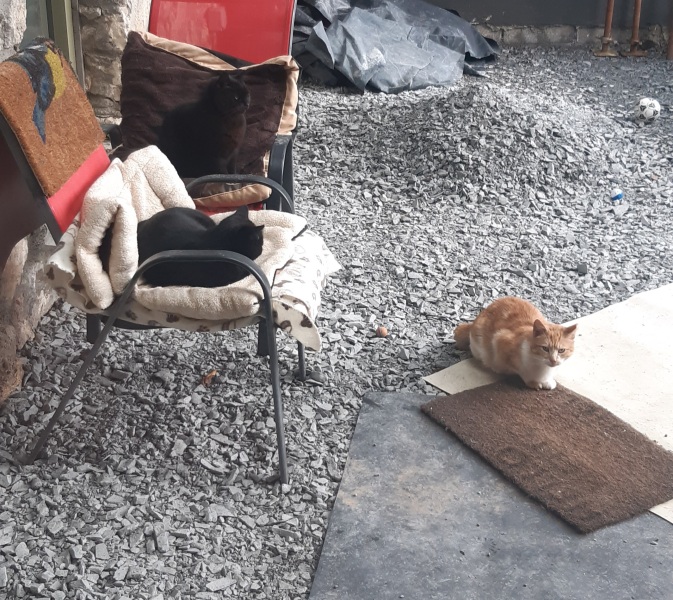 How many black cats...