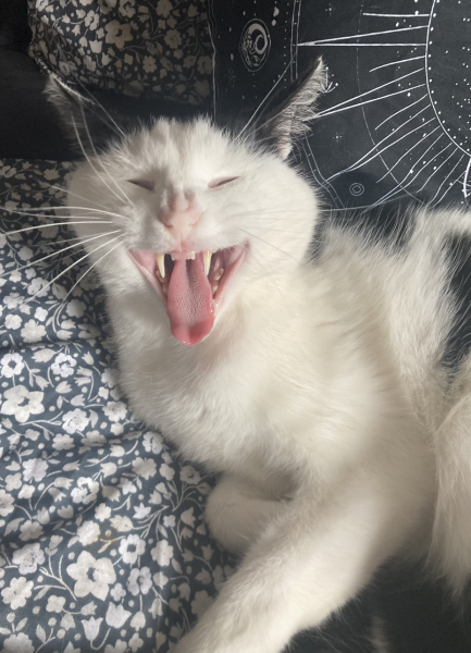 I told my cat a joke and this is how much she enjoyed it ...