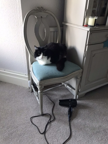 Feline dementia?