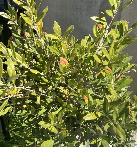 Any hope for my olive trees