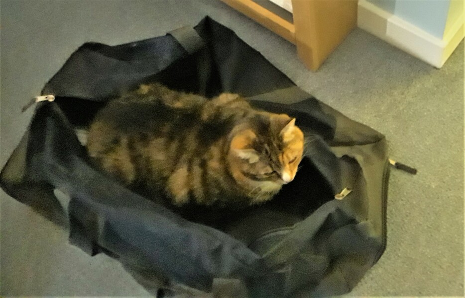Cats used to be worshiped as Gods...