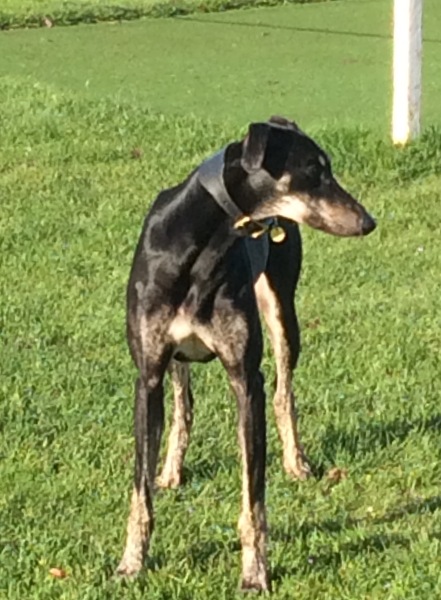 Saluki owners - hair question