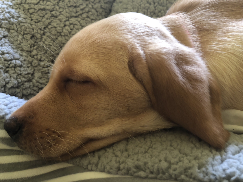 Puppy Survival Thread - as we approach Fireworks night for the first time…