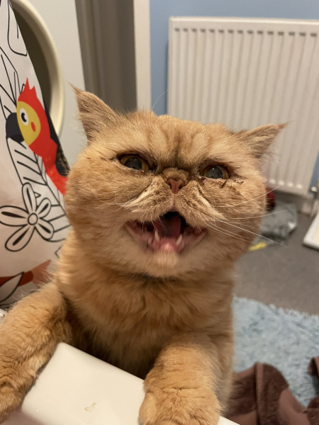 I told my cat a joke and this is how much she enjoyed it ...