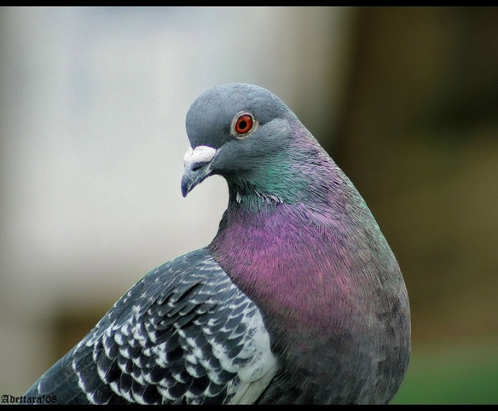 Pigeons on next doors roof 