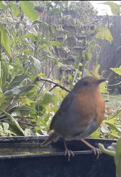 What thing do you love in your garden?