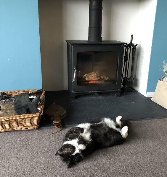 White cats, or any cats, really...