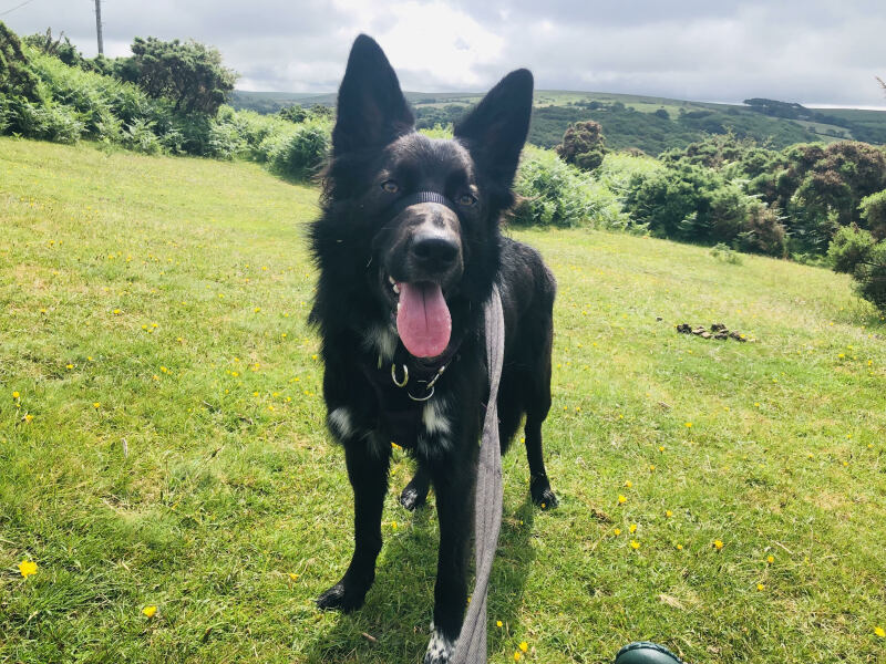 kennels advice