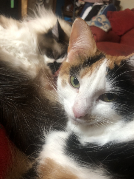 White cats, or any cats, really...
