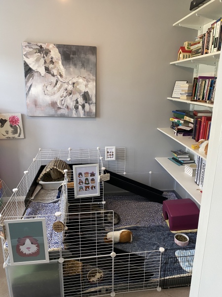 A genuine Guinea pig thread!!! 