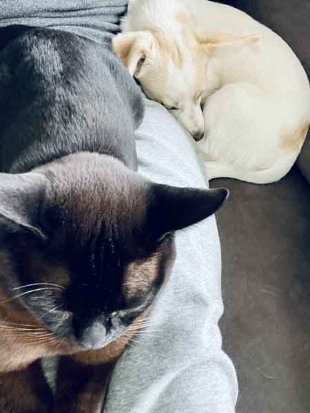 Sad to have to give kitten back to breeder