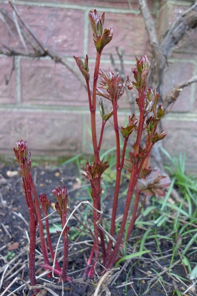 Have your peonies sprouted yet?