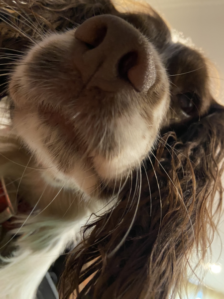 Can we share dog pictures?