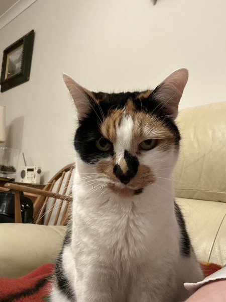 Would you give away your pet for a million pounds?