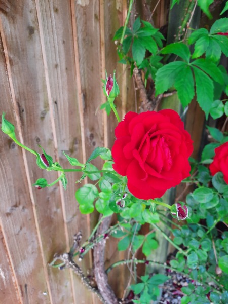 Rose Appreciation Thread