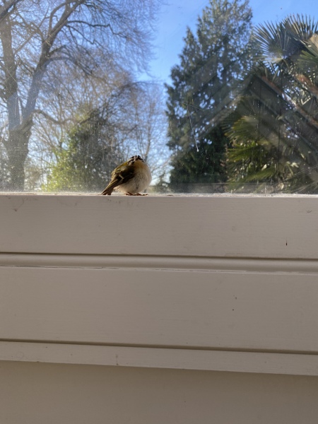 Baby bird in the house. 