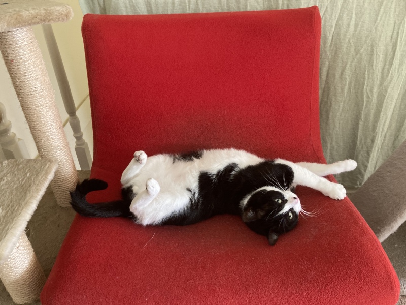 The Continuing Adventures of Cat Three