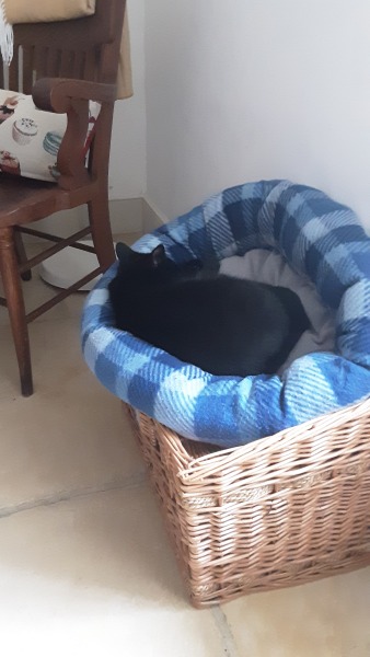 I think I've joined a cult and my cat is the leader.