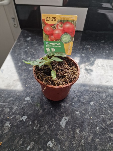 First time grower needing some help please! 