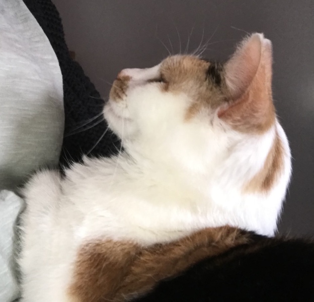 White cats, or any cats, really...