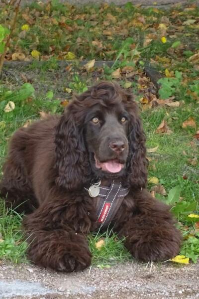 Can we share dog pictures?