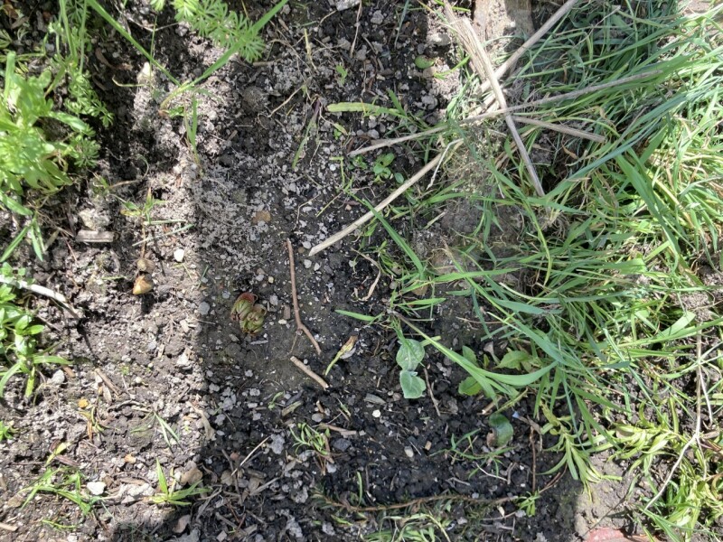 Have your peonies sprouted yet?