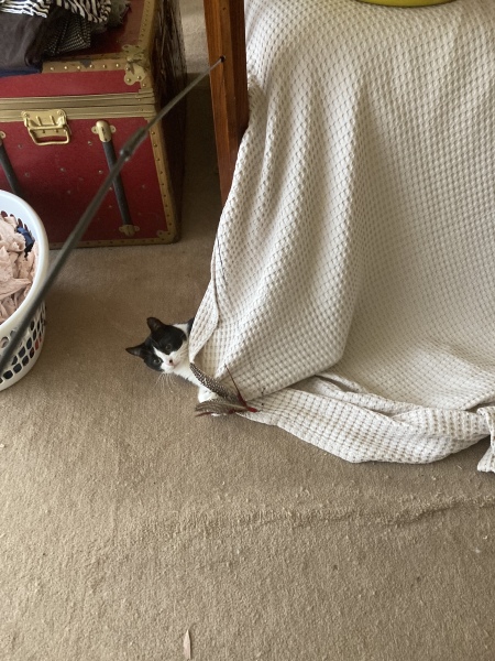 The Continuing Adventures of Cat Three