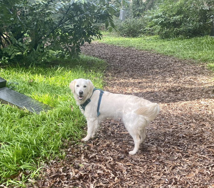 Puppy Survival Thread - as we approach Fireworks night for the first time…