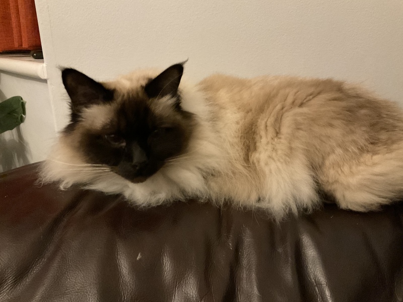 White cats, or any cats, really...